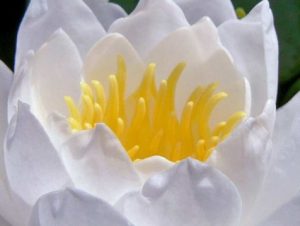 La Naturaleza: En el corazón de las flores (II)